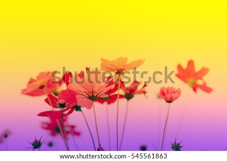 Cosmos flower on pastel filter color background