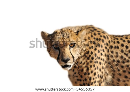 Namibia - cheetah on a white background