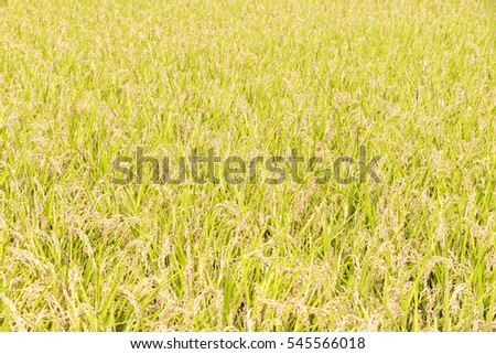 Harvest close of rice of rice fields in the countryside in autumn, Yamanashi, Japan