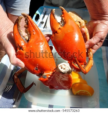 Seafood lunch, Large cooked Mud Crab Nippers. Queensland, Australia.



