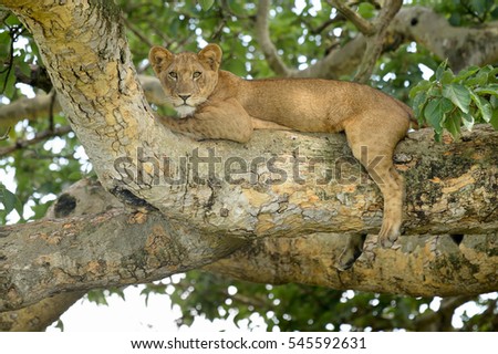 Lion (Panthera leo) - Cool Chill