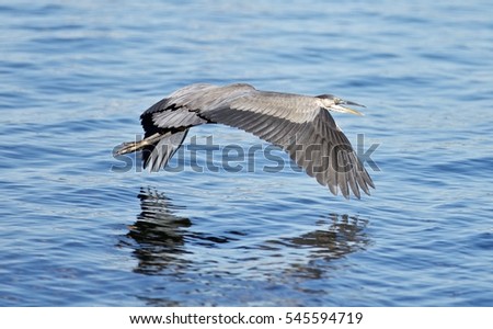 Photo of a great heron in flight near the water
