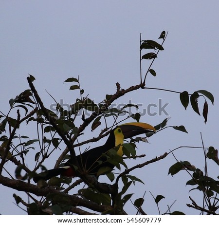 Toucan at the tree top