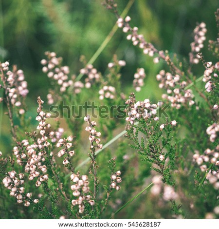 closeup of beautiful green plants with blur background - instant vintage square photo