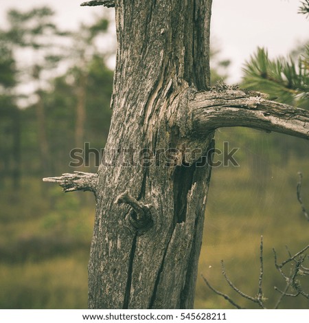 tree trunk closeup - instant vintage square photo