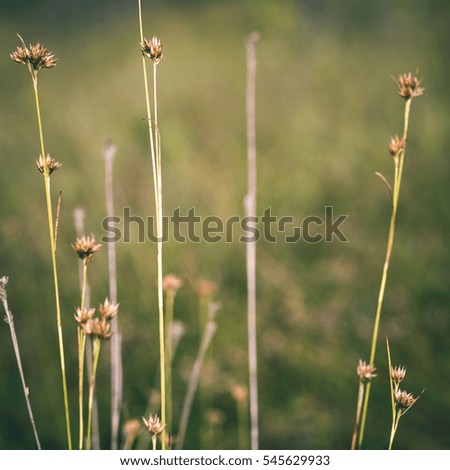 closeup of beautiful green grass with blur background - instant vintage square photo