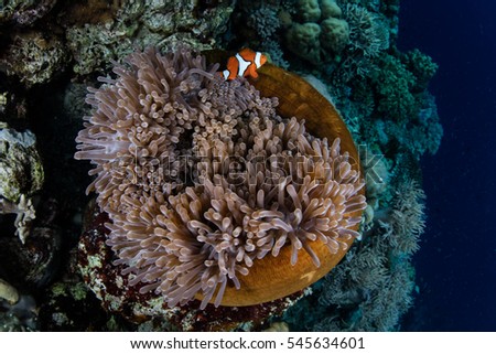 A clownfish swims among the tentacles of its host anemone in the Solomon Islands. This region harbors extraordinary marine biodiversity and is a favorite destination for scuba divers and snorkelers.