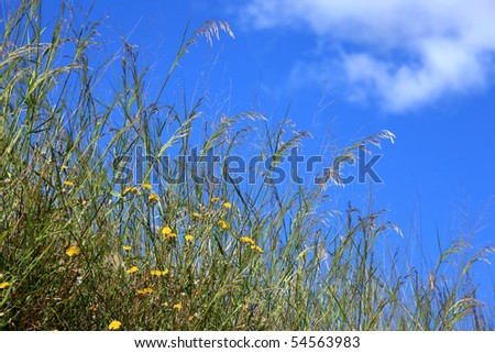 grass and flower on a background of the blue sky