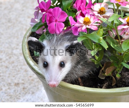 Possum in flower pot