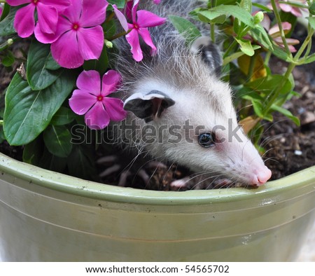 Possum in flower pot
