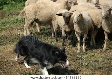 border collie and flock of sheep