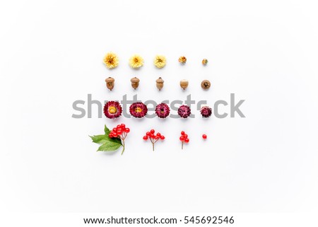yellow flowers, acorns, kalina, branches, leaves and petals isolated on white background. flat lay, overhead view