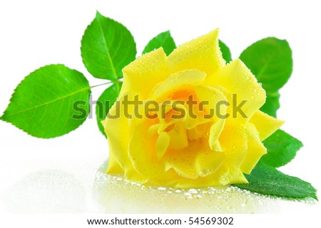 yellow rose isolated on white with water drops