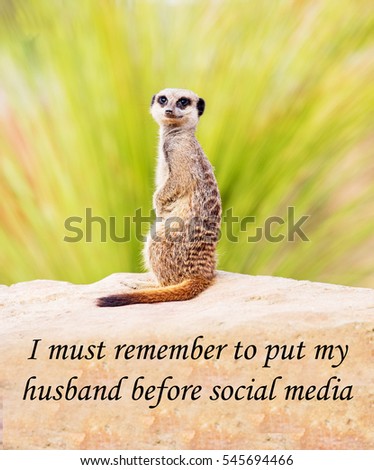 A concept picture of a meerkat implying an addiction to social media is so strong it means we can be at risk of neglecting family and friends