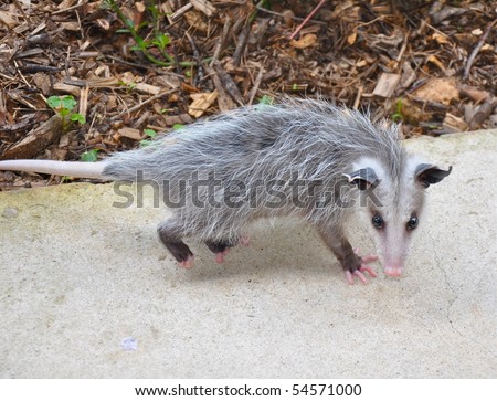 Baby possum