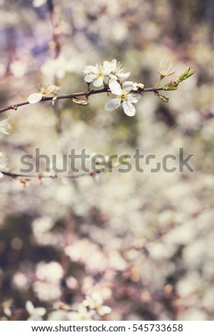 beautiful picture of white blooming tree branch in spring during the sunny spring day