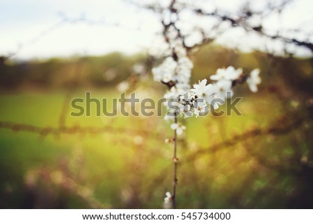 beautiful picture of white blooming tree branch in spring during the sunny spring day as the sign that spring is in the air