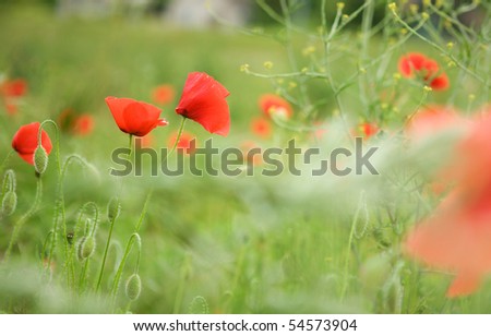 Beautiful blossoming poppies