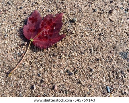 Red leaf on sand