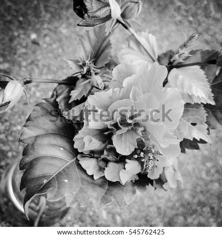 A close-up photograph of a small bunch of rose-like flowers with a black and grey filter added for artistic appeal.