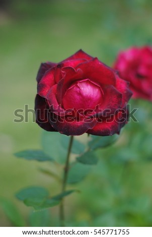 Rose petals, bruised, red roses, yellow roses, pink roses, white roses.
