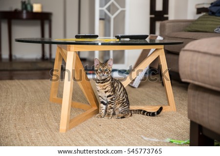 cat under the table