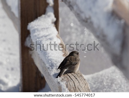 Dark eyed Junco sitting on a snowy fence rail.