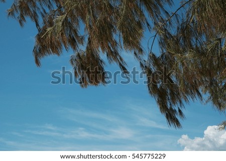 Tree and blue sky