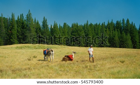 Man posing with two llamas with packs on taking a rest break in a beautiful grassy meadow on a gorgeous sunny summertime day in the Bob Marshall Wilderness. Big yellow and gold colored grassy meadow.