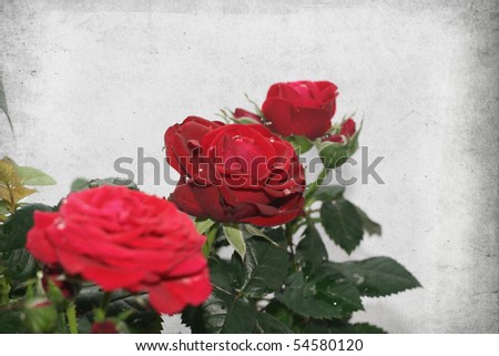 Aged paper with red rose
