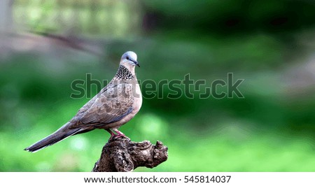 Oriental Turtle Dove