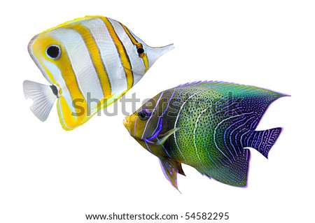 Tropical reef fish - isolated on white background