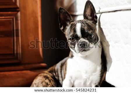 Photograph of a Boston Terrier puppy dog