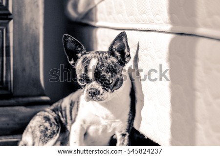 Photograph of a Boston Terrier puppy dog
