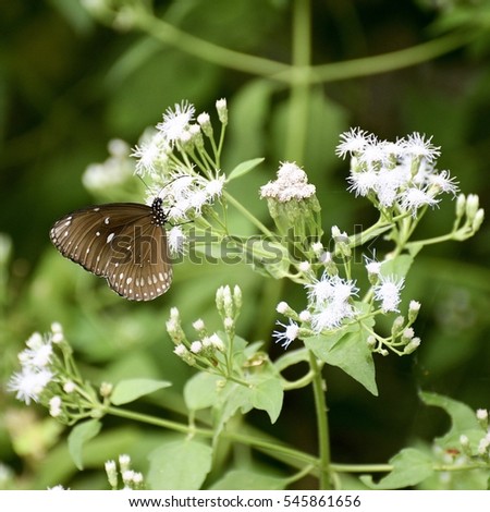 Butterfly Sucking Nectar from beautiful white flowers in blur plant background