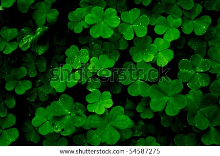 Close up aerial view of a patch of green clovers with  wet water dew drops.