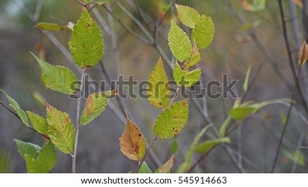 elm tree branch nature landscape autumn yellow and green