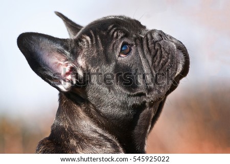 French Bulldog Dog puppy outdoors