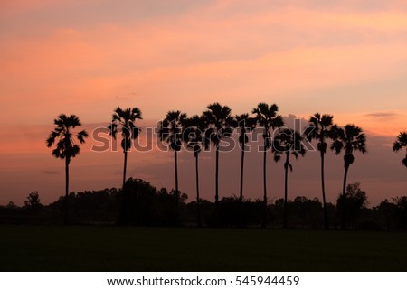 Silhouette of sugar palm tree in sunset with colorful sky