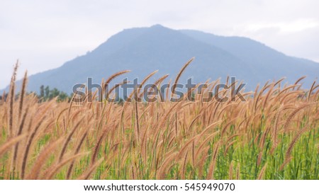 flowering grass in mountain background