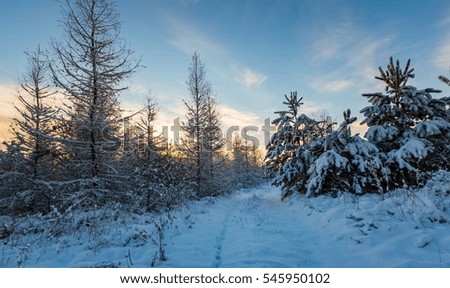Fantastic morning winter landscape. Natural snow covered trees in countryside under blue sky.