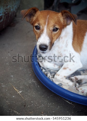 lovely white brown fat cute Jack Russel dog close up lying on round blue dog bed with pillow outdoor making serious face under natural sunlight shallow depth of field, blur background