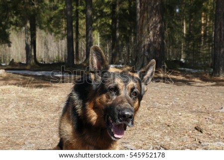 Dog german shepherd in the forest in a nice day
