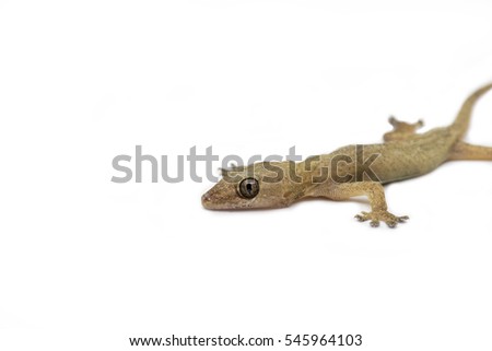 House gecko isolated
