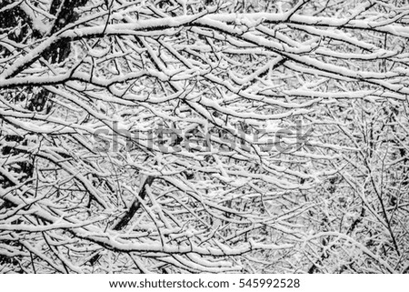 Winter at a glance, in black and white: Accumulation of snow on tree branches in woods during a heavy snowfall, for themes of weather and climate, freshness, and complexity in nature