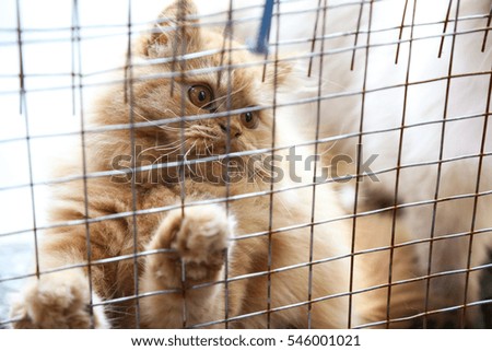 Furry cat in the cage is looking something.