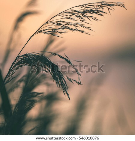Blurred water grass on the foggy morning in country lake - instant vintage square photo