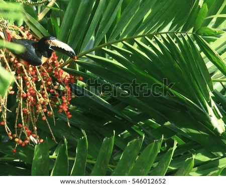 Toucan feeding on palm tree red berries