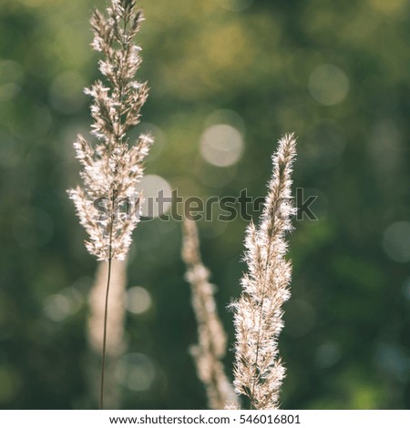 dry grass in late autumn on blur background - instant vintage square photo