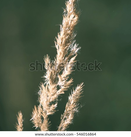 dry grass in late autumn on blur background - instant vintage square photo